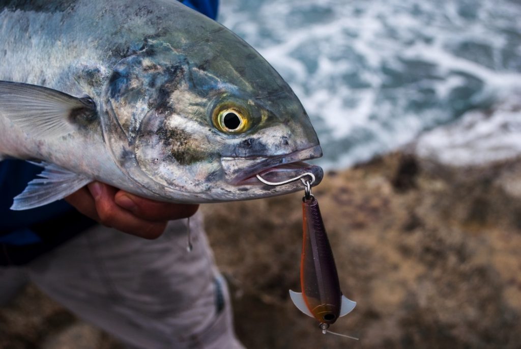 caranx caught from shore in sicily