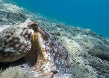 octopus camouflage