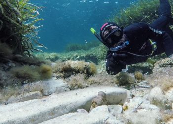 Octopus snorkeling in Sicily